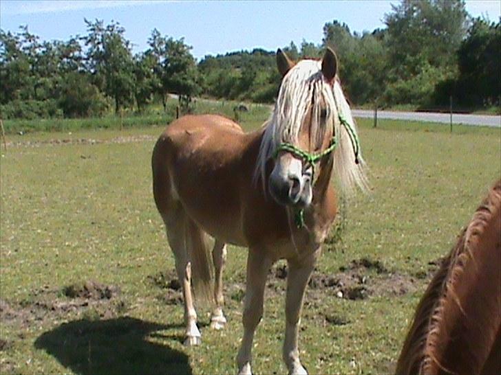 Haflinger Winston *RIP* - "jeg er bare lækker" billede 8