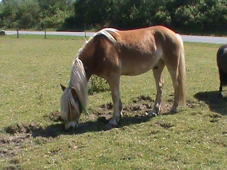 Haflinger Winston *RIP* - læg en bedømmelse og gerne en kommentar også :) billede 10