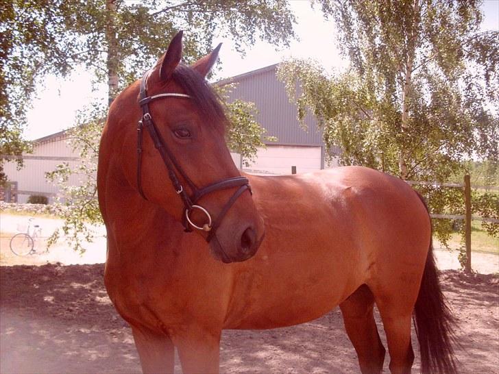 Dansk Varmblod Lord Lennox - rotunden efter endt longering, stald nordskov, 3 år. billede 9