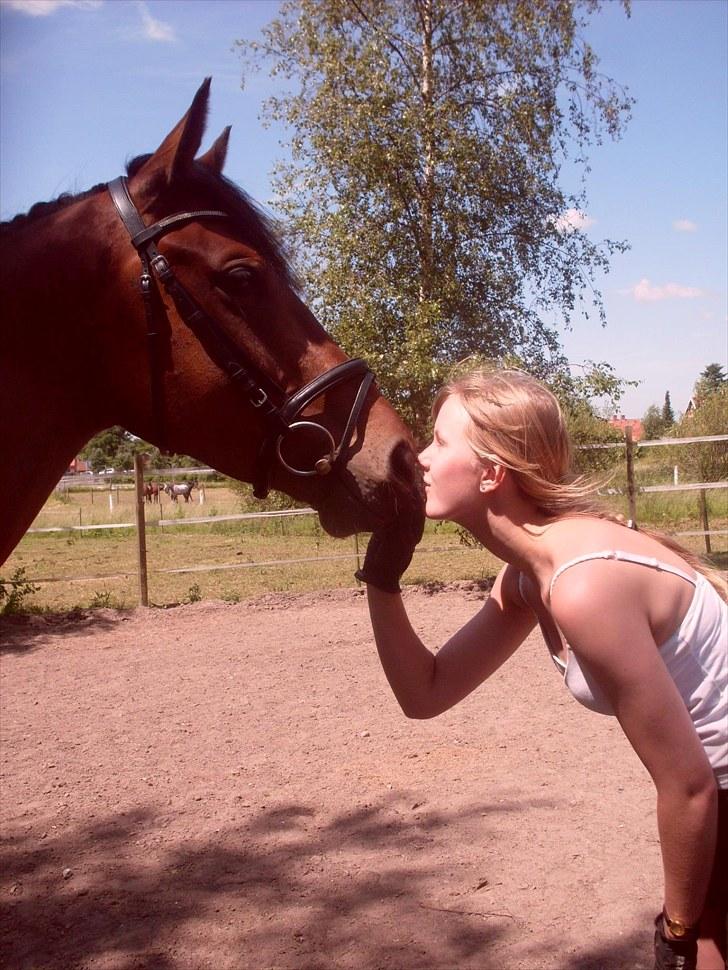 Dansk Varmblod Lord Lennox - min bassemand <3 , stald nordskov, 3 år. billede 10