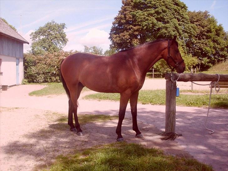 Dansk Varmblod Lord Lennox - oppe ved bommen, stald nordskov, 3 år. billede 11