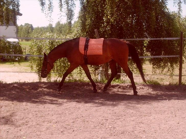 Dansk Varmblod Lord Lennox - longering med gjord for tilvænning til sadel, stald nordskov, 3 år. billede 12