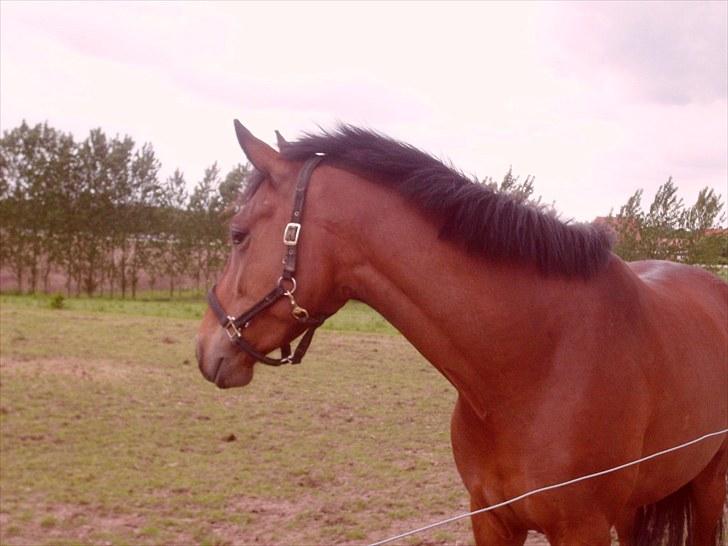 Dansk Varmblod Lord Lennox - lennox på fold, stald nordskov, 2 år. billede 13