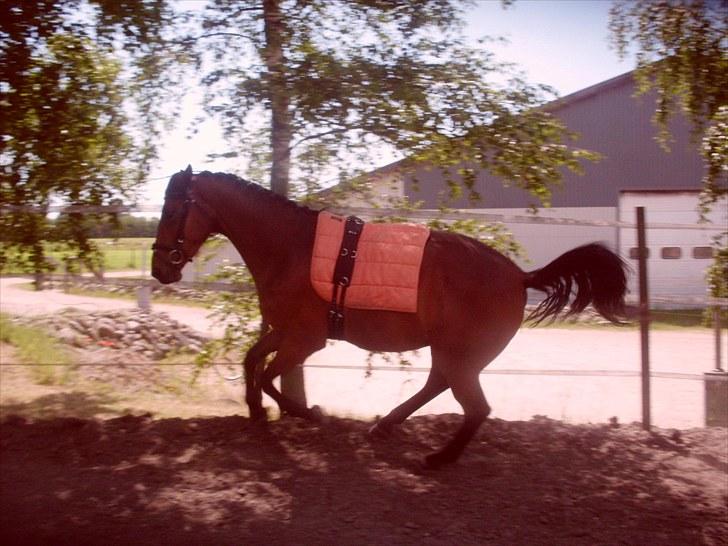 Dansk Varmblod Lord Lennox - galop i rotunden, der skal fart på q: , stald nordskov, 3 år. billede 14