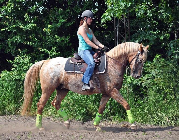 Appaloosa Mister Sebrano *SOLGT* billede 20