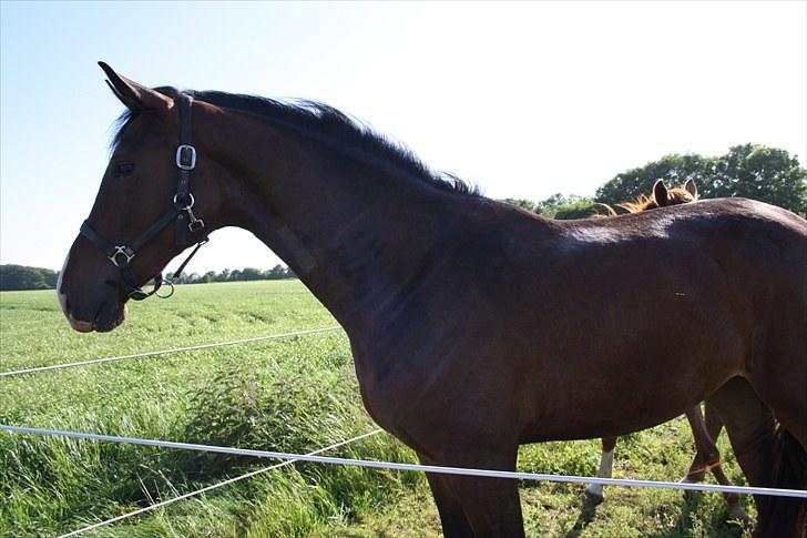 Dansk Varmblod • Heart Made • billede 16