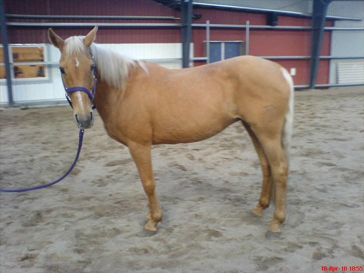 Cruzado Carbosa R.I.P miin elskede hest - Carbosa billede 7