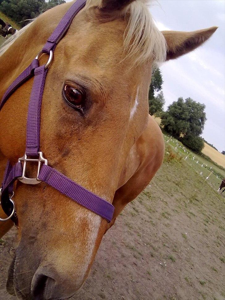 Cruzado Carbosa R.I.P miin elskede hest - elsker det billede Carbosa er såe smuk den sommer dag her  billede 2