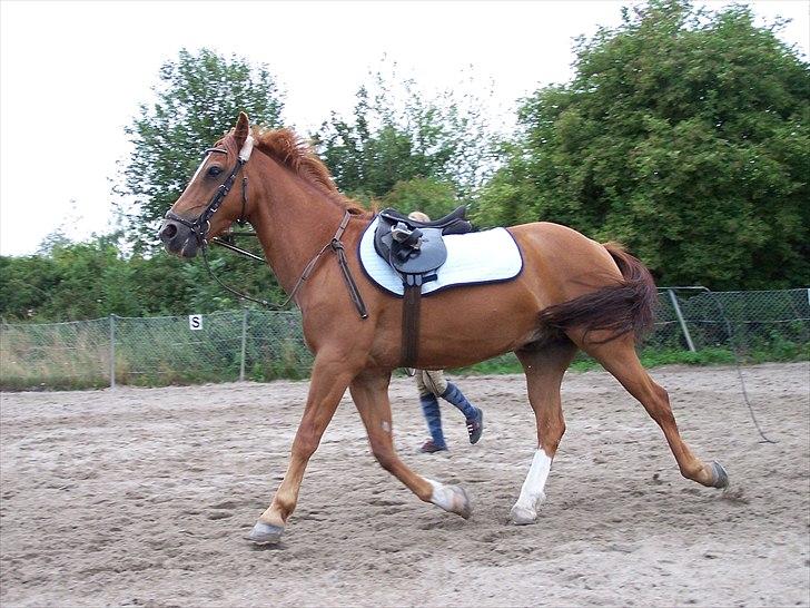 Anden særlig race Houdini <3 SOLGT - Den pony kan sgu flytte benen Ö (:  billede 16