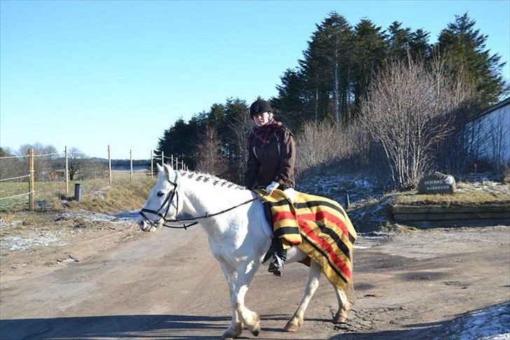 Anden særlig race Vixi billede 7