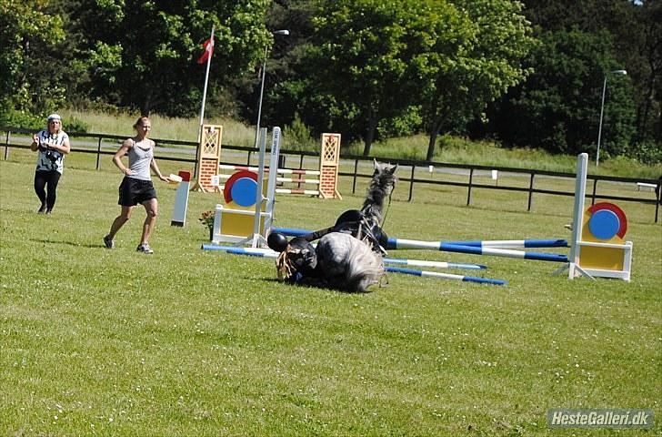 Anden særlig race CASMIR | - LB i DRK d. 27/06 10. Styrt. billede 19