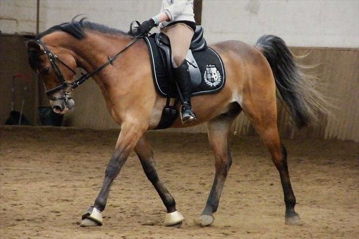 Anden særlig race Astron Aldebaran - Asten til træning billede 7