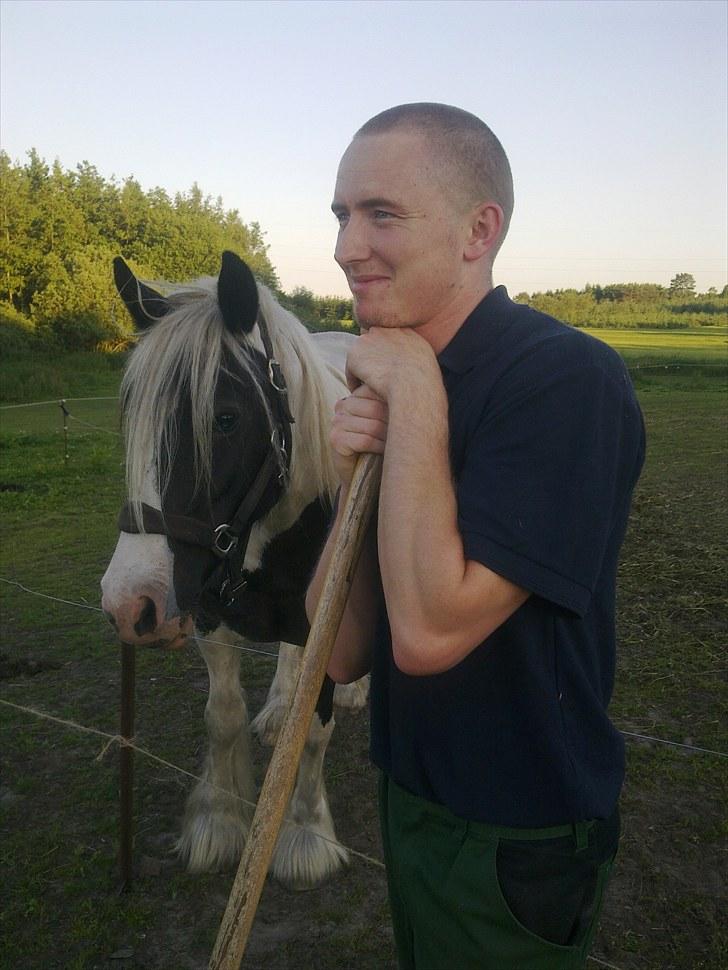 Tinker sorraia  billede 20