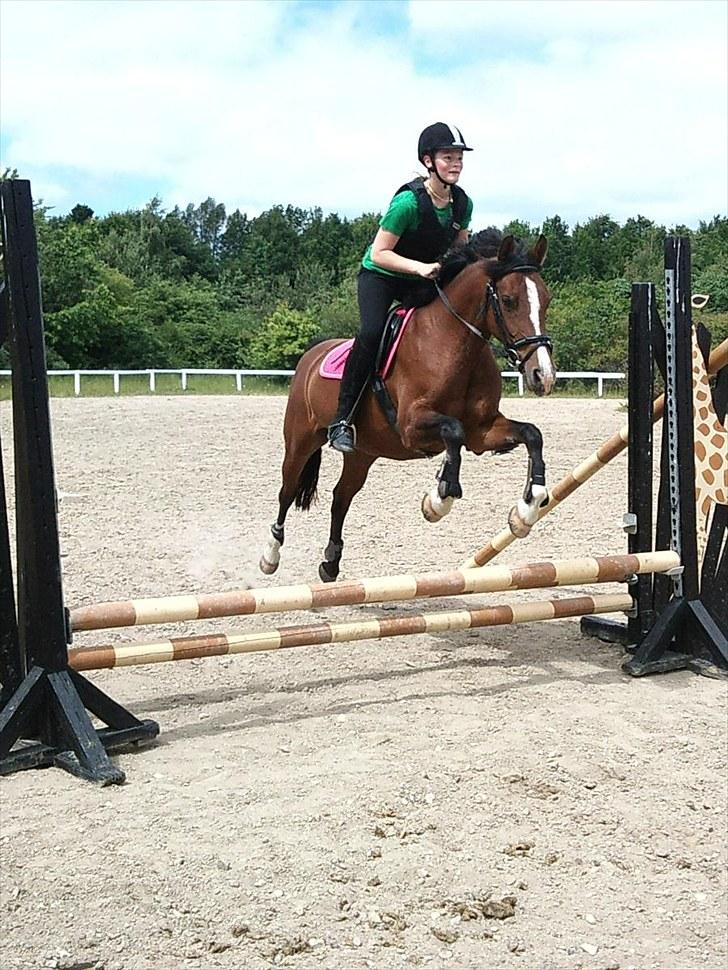 DSP Firhøjs Bjanca *mit'alt* - hver dag med dig, er som et nyt kapitel i mit liv <3 billede 15