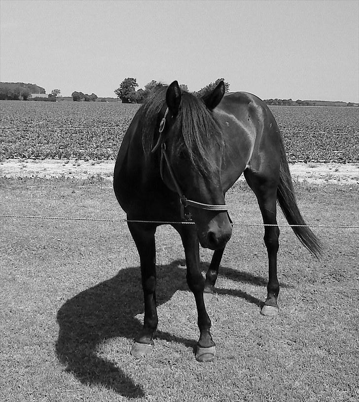 Traver Join the dream  billede 15