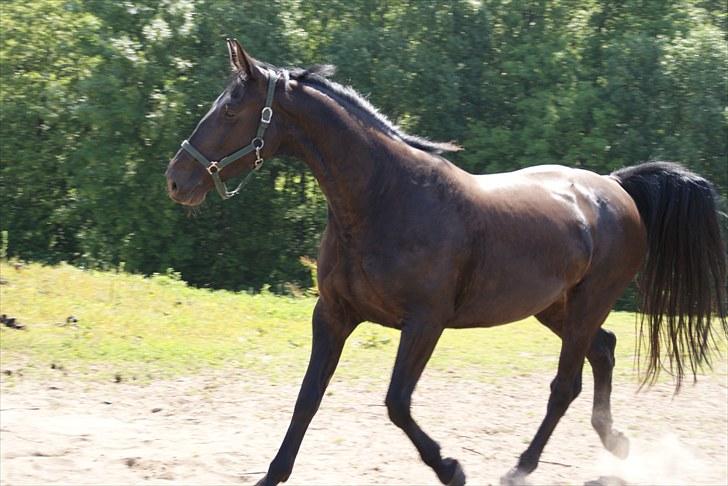 Anden særlig race Celia billede 2