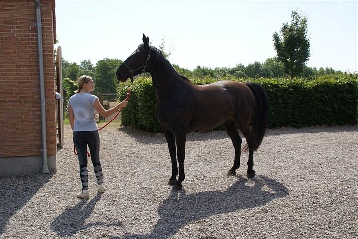 Anden særlig race Celia billede 3