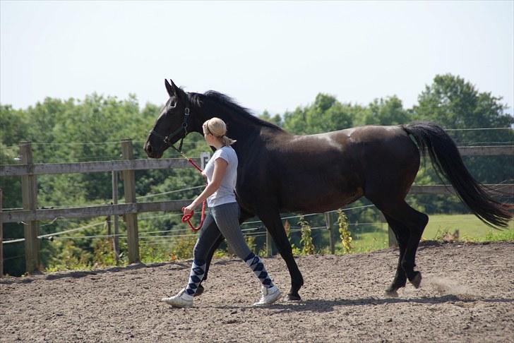 Anden særlig race Celia billede 4