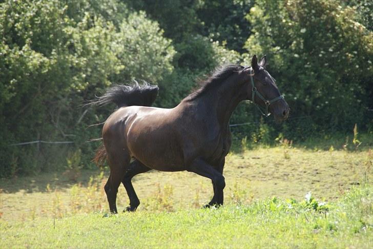Anden særlig race Celia billede 6
