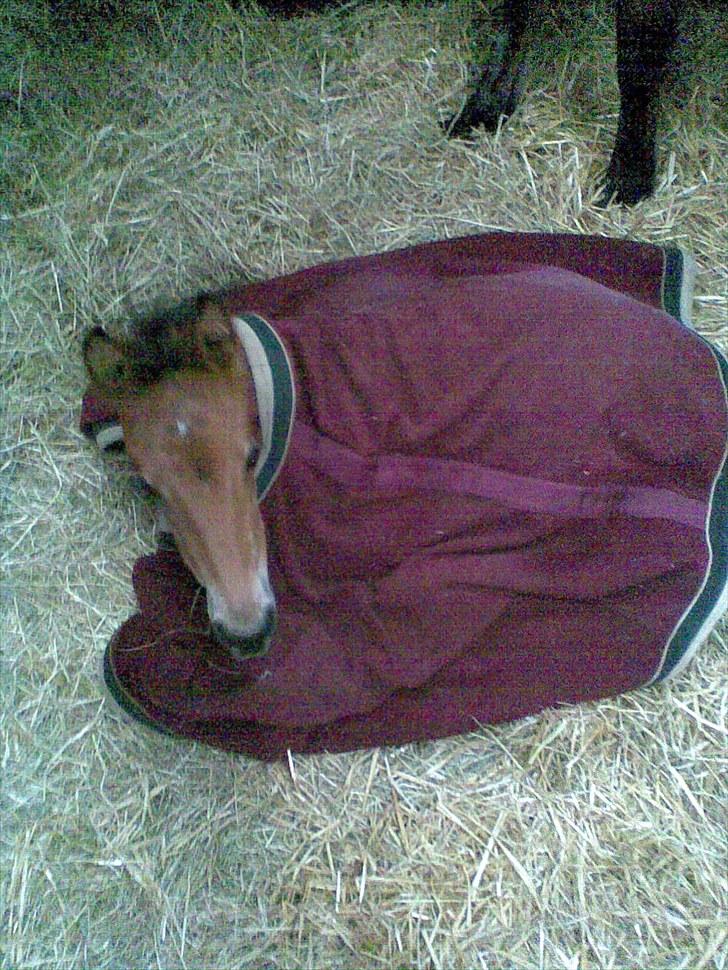 Anden særlig race Golden Simba Spot - Simba med Dixies dækken på :D billede 11