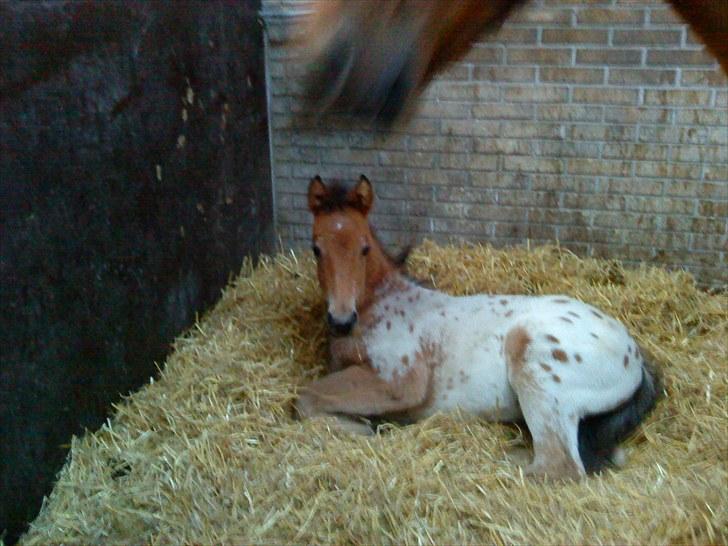 Anden særlig race Golden Simba Spot billede 12