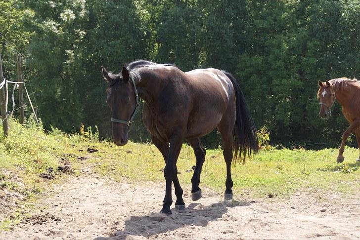 Anden særlig race Celia billede 7