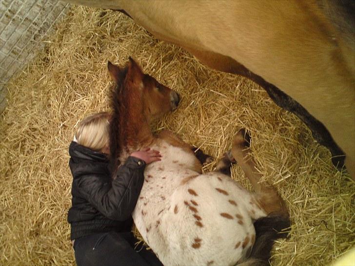 Anden særlig race Golden Simba Spot - Mig og Simba der ligger og sover i boksen:) billede 14