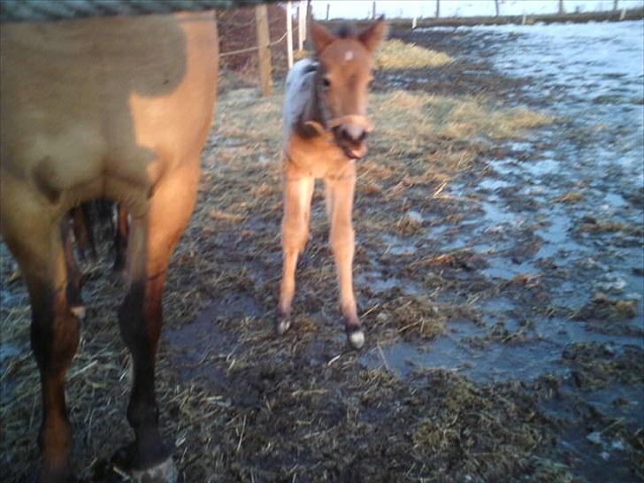 Anden særlig race Golden Simba Spot - Første gang simba var på fold:) billede 15