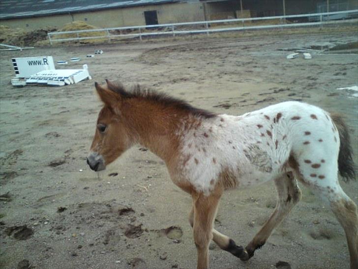 Anden særlig race Golden Simba Spot - Simba løs på springbanen :b billede 16