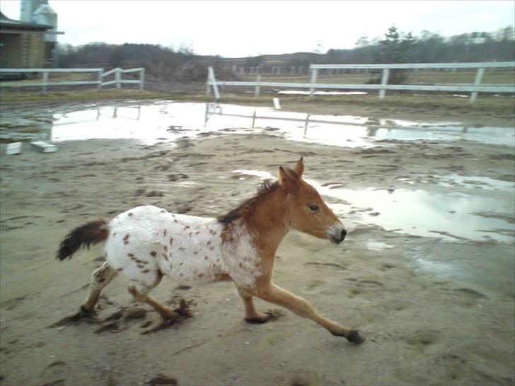 Anden særlig race Golden Simba Spot - Simba løs på springbanen ;b billede 17