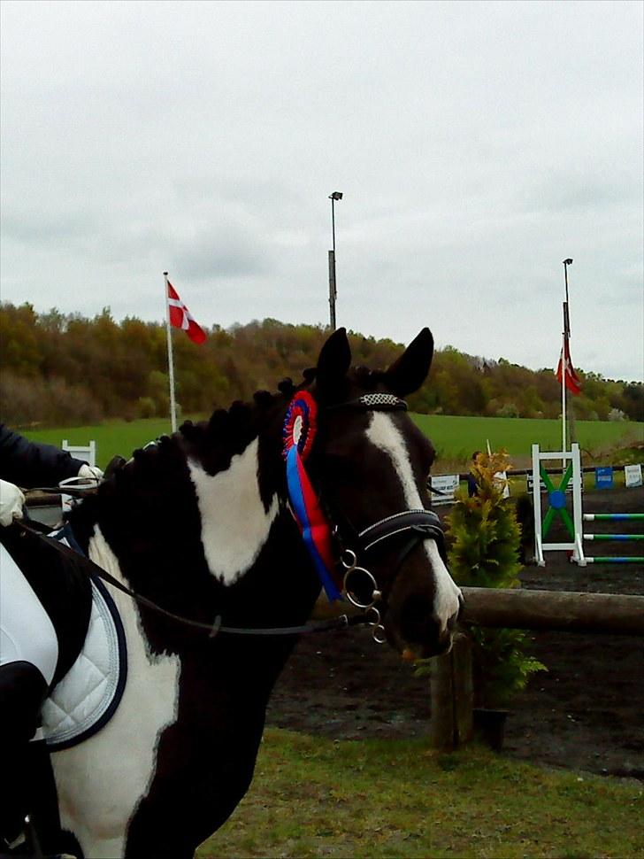 Anden særlig race Lady Di - Efter fejlfri LC spring på Kallehavegård Rideklub:) billede 4