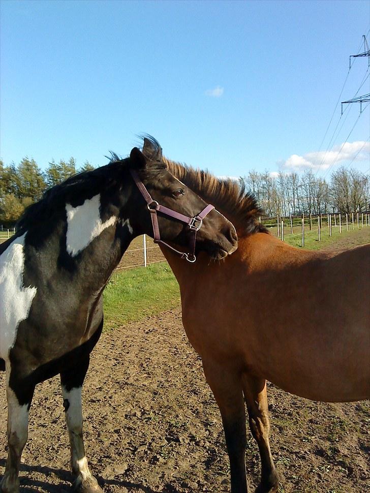 Anden særlig race Lady Di - Lady og Dixie på folden:) billede 5