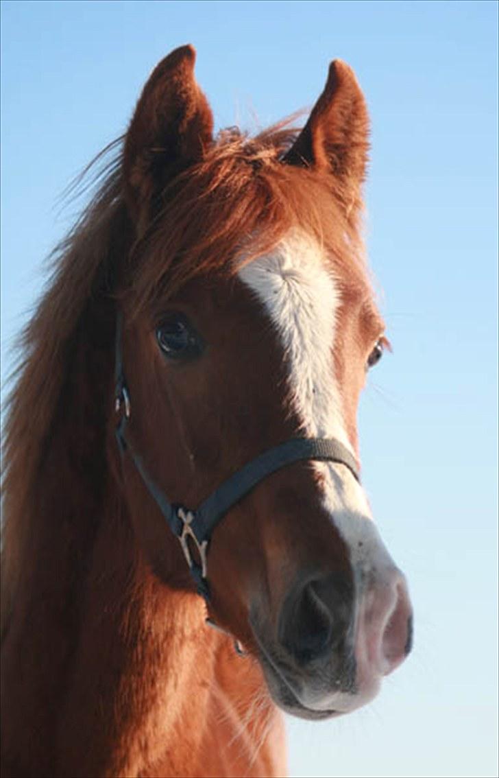 Arabisk fuldblod (OX) Salah al-Din billede 15