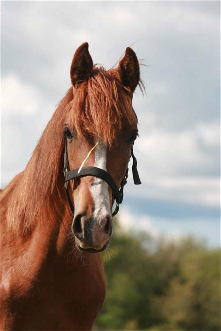 Arabisk fuldblod (OX) Salah al-Din billede 16