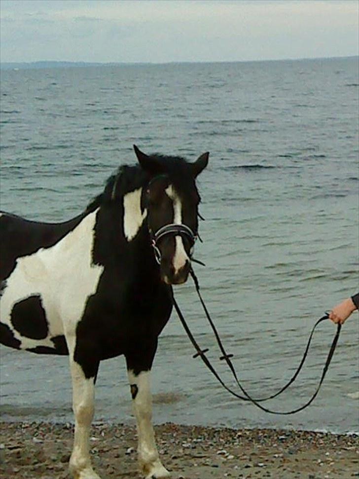 Anden særlig race Lady Di - Lady med på stranden:) billede 6