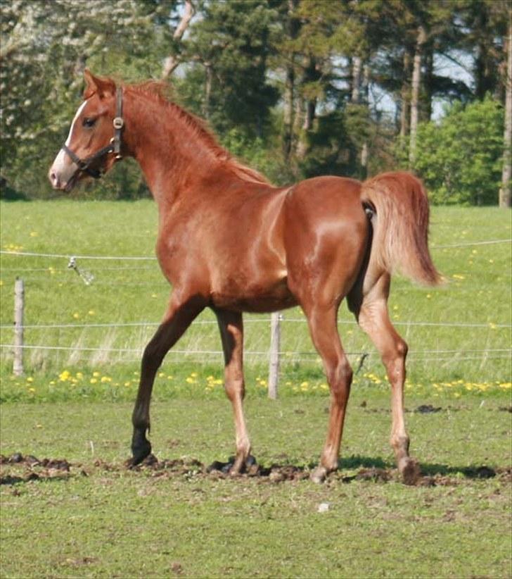 Arabisk fuldblod (OX) Salah al-Din billede 17