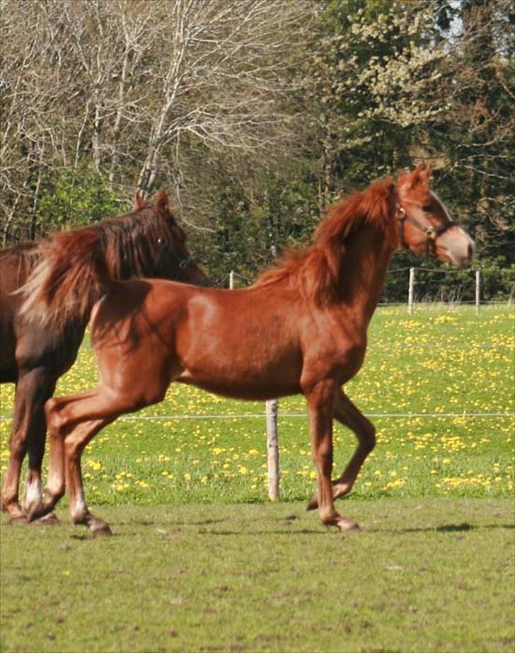 Arabisk fuldblod (OX) Salah al-Din billede 18