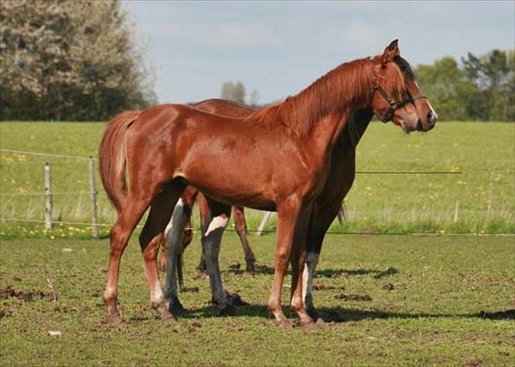 Arabisk fuldblod (OX) Salah al-Din billede 19