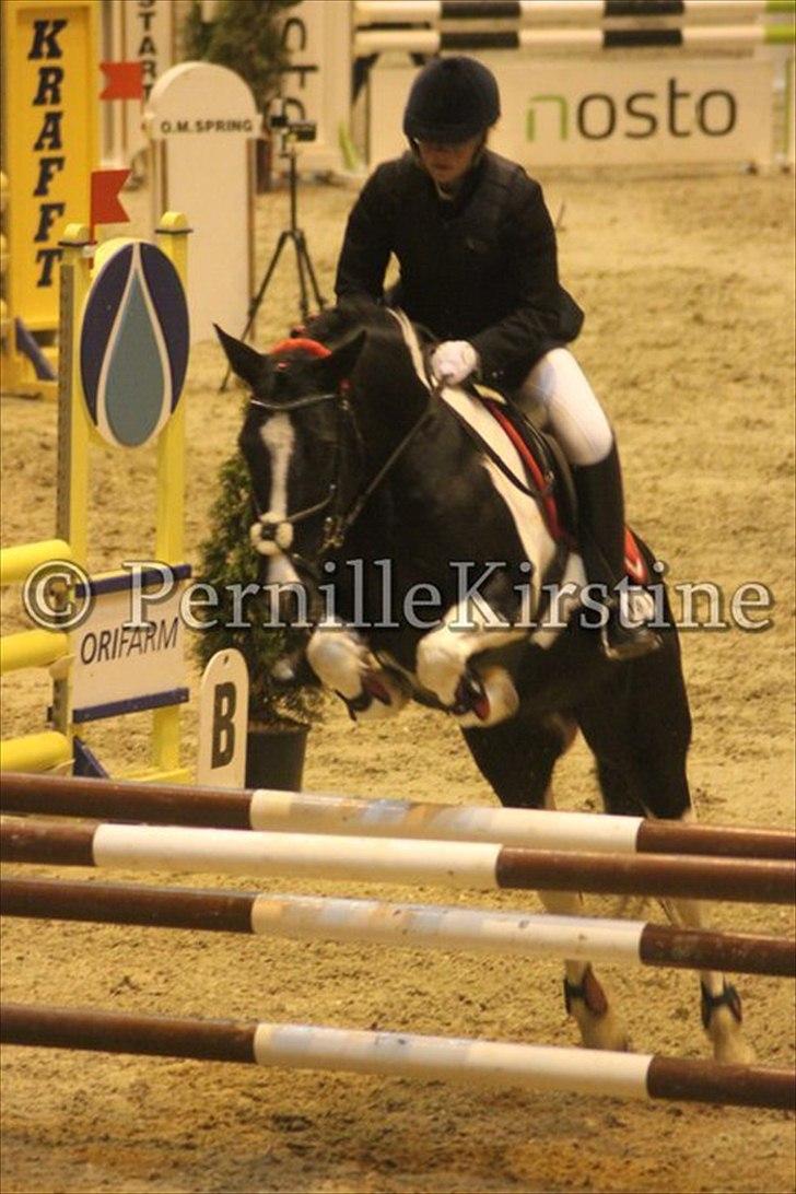 Anden særlig race Lady Di - lb** christmas show warm up 2010. foto: pernille kirstine.  billede 7