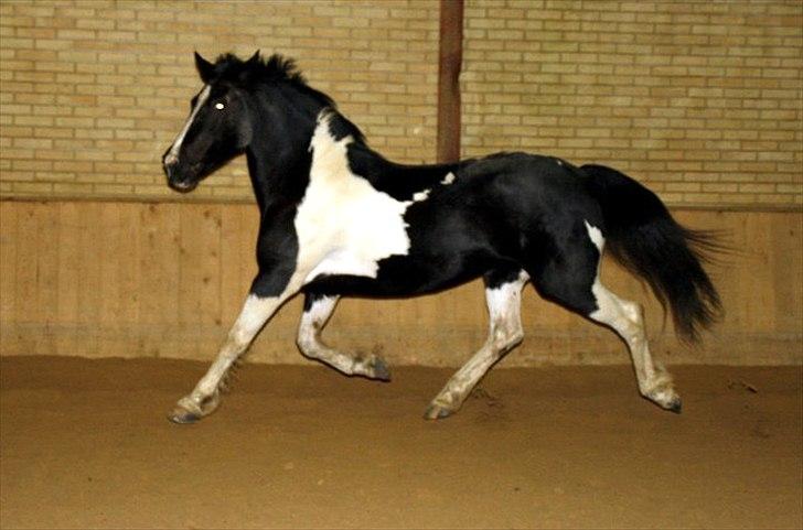 Anden særlig race Lady Di - lady løs i hallen.  billede 8