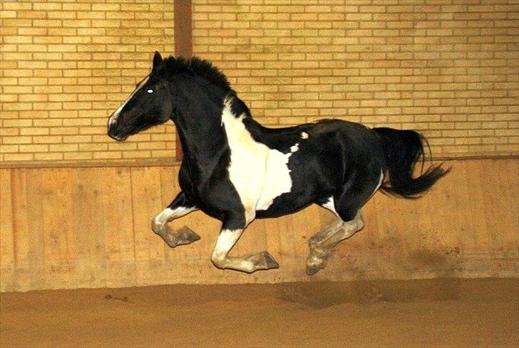 Anden særlig race Lady Di - lady løs i hallen.  billede 9