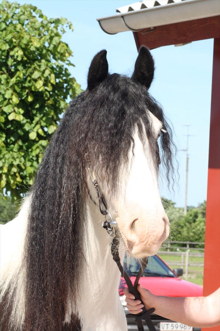 Irish Cob Mac Chass - Barbiehesten klar til at blive mønstret :* Fotograf; Line Weber. billede 15
