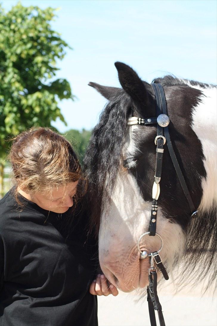Irish Cob Mac Chass - Hyggestund inden eksamen :). Fotograf; Line Weber. billede 16