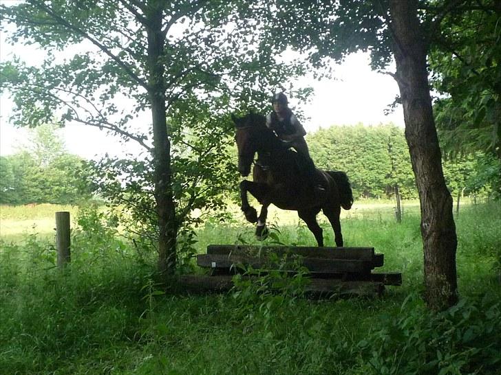 Hollandsk Varmblod ragna - terræn ridning haslev juni 2010 billede 17