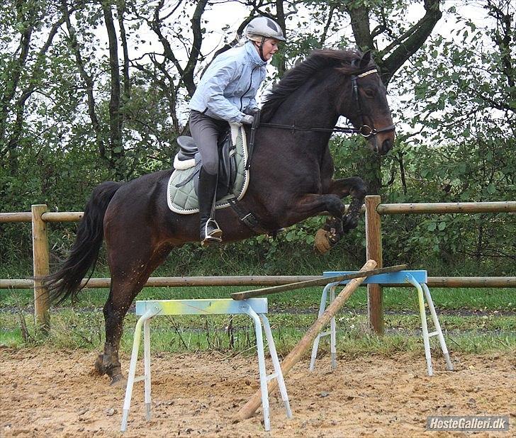 Anden særlig race Idom Aadahl's Max  - Lidt lækker springpony efteråret 2010 ! :-)  billede 19