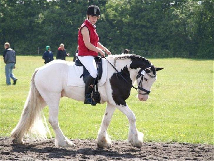 Irish Cob Mac Chass - Kragelund den 20-6-10, Opvarmning. :) fotograf; Camilla D  Mathiesen. billede 17