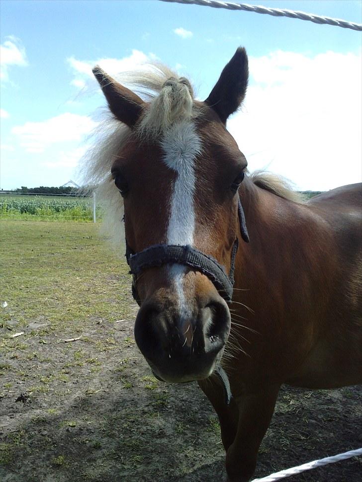 Shetlænder Lynet McQueen billede 13
