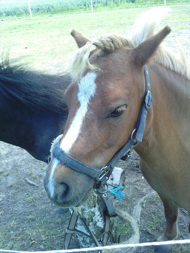 Shetlænder Lynet McQueen billede 15