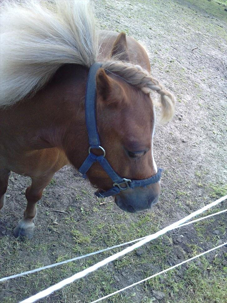 Shetlænder Lynet McQueen billede 16