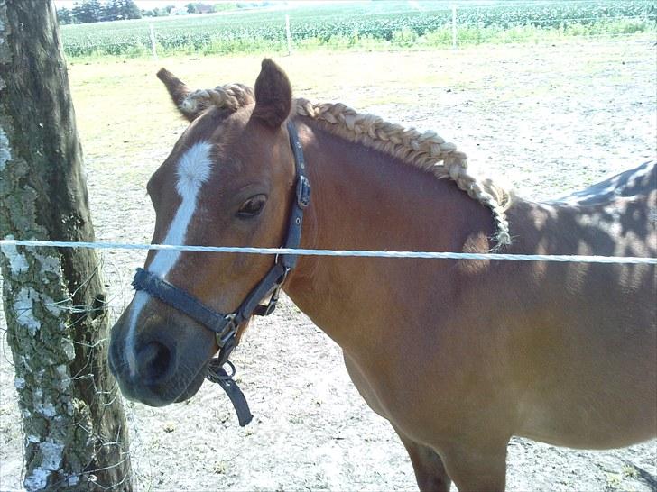 Shetlænder Lynet McQueen billede 17